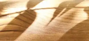 shadows of leaves over wood