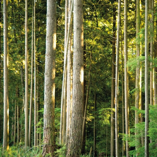 Canadian Forest Cedar forest