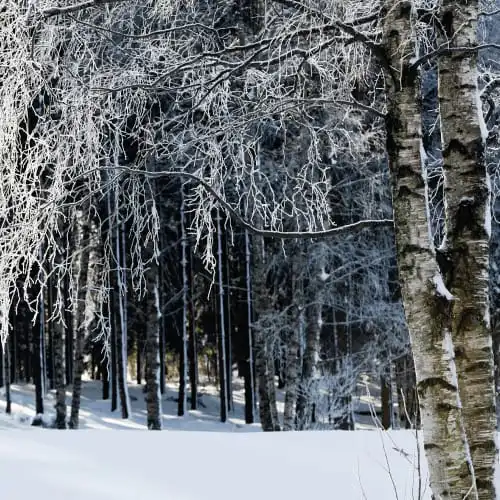 Scandinavian Redwood trees