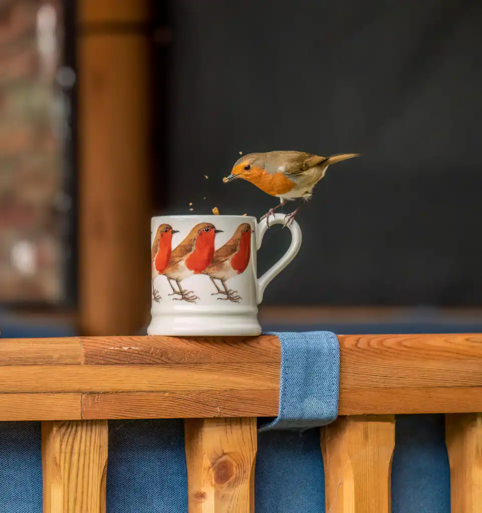 Robin on side of a Breeze House