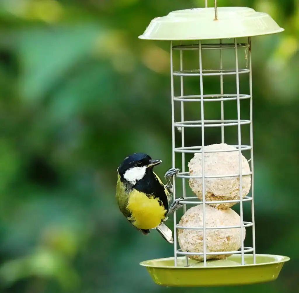 Blue tit on feeder