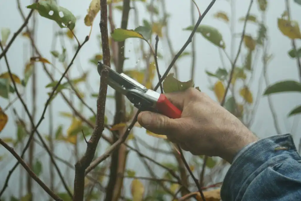 Person using secateurs in garden