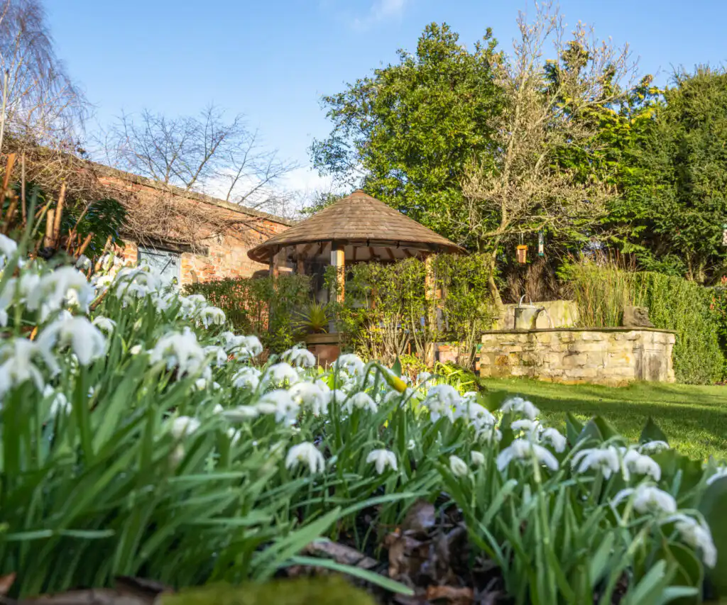 Daffodil and snowdrops in front of a Breeze House