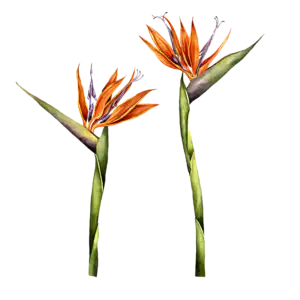 Bird of Paradise
