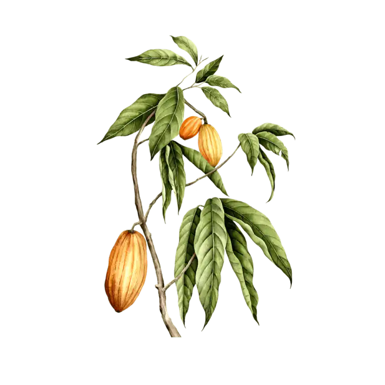 Cacao