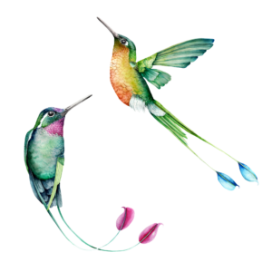 Hummingbirds