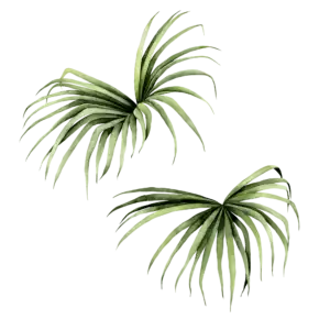 Palms