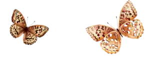 butterflies