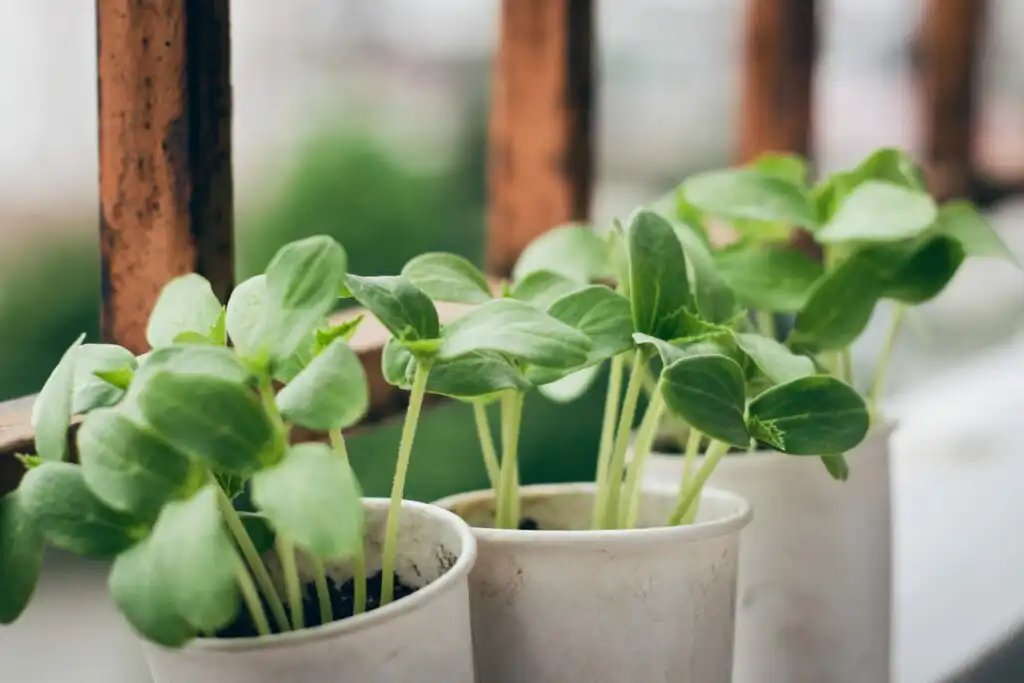 Basil growing in pots