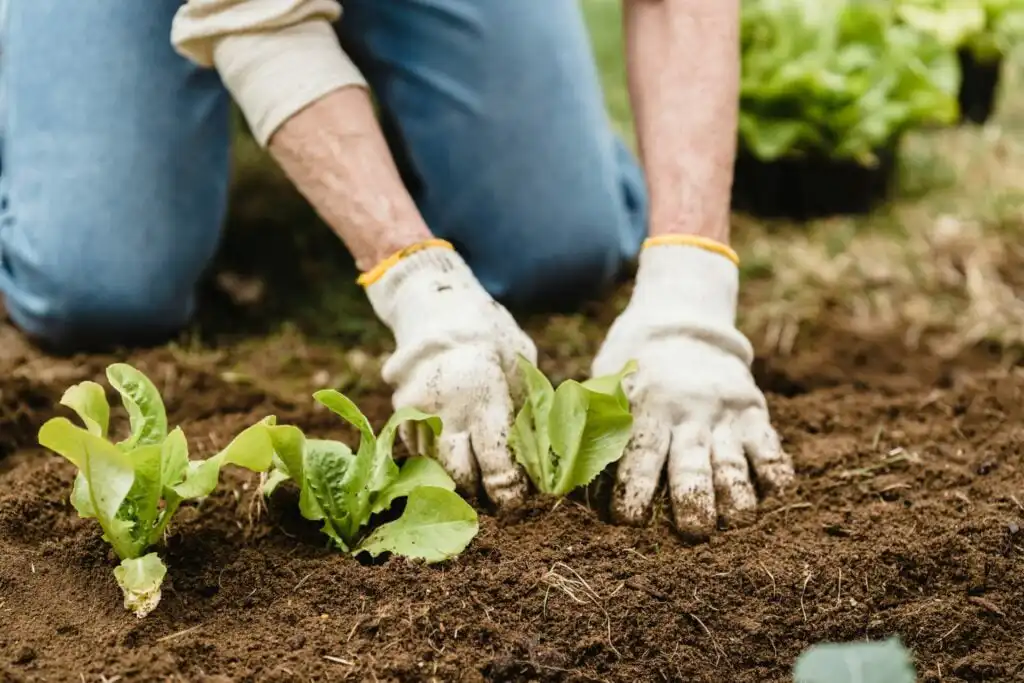Planting lettuce