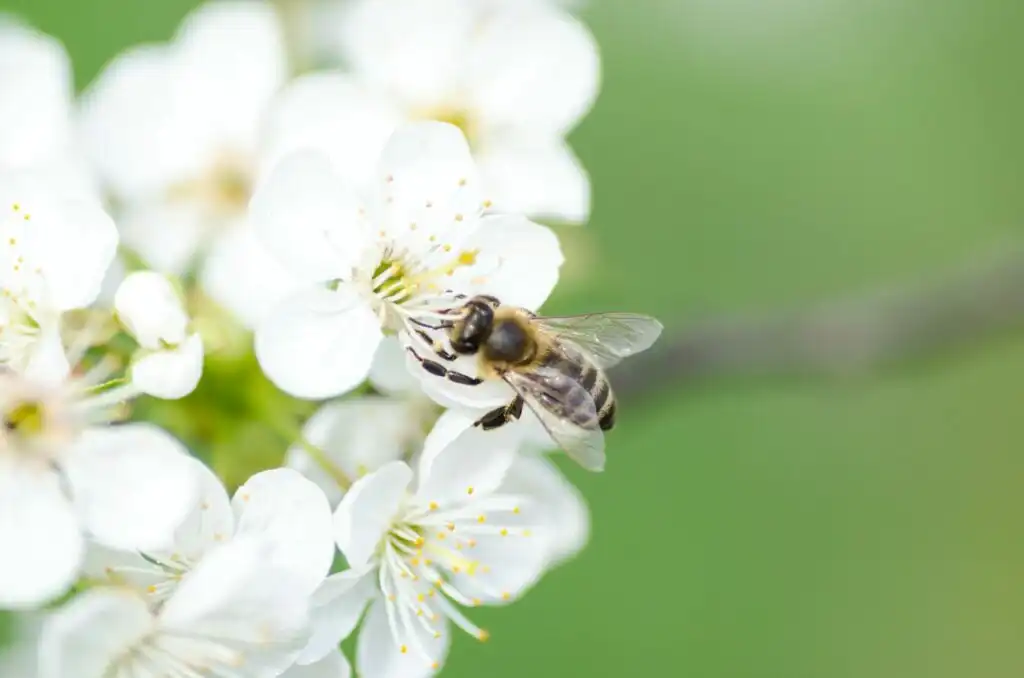 Bee on blossom