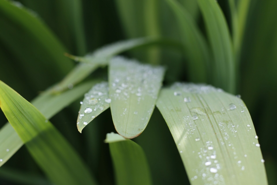 close view of green plant leaves with water droplets
