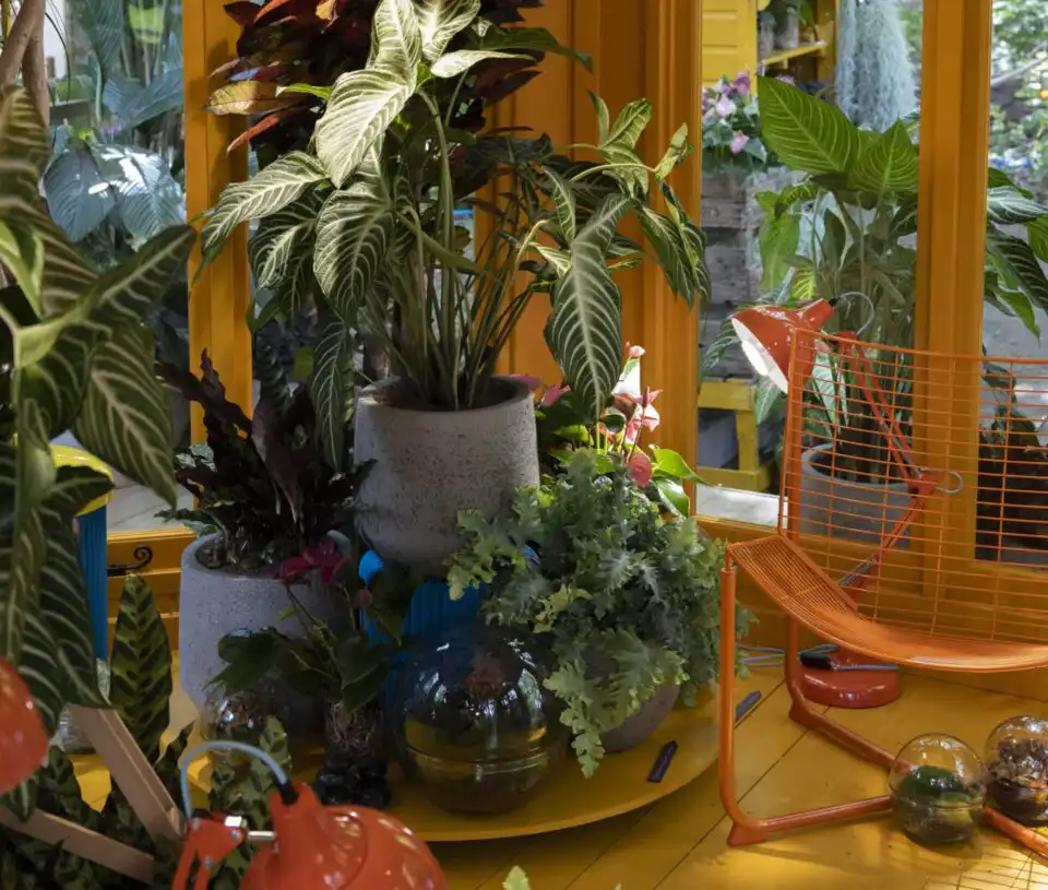 Heliotropic Carousel 1