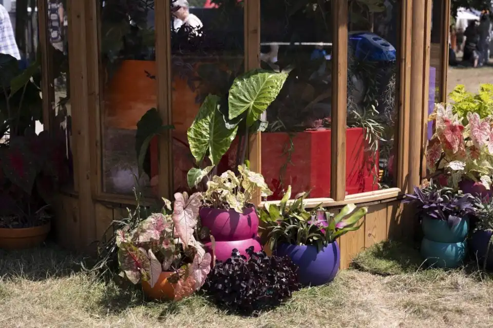 Devaki Jones Plant Studio Girlypop Biosphere exterior plants