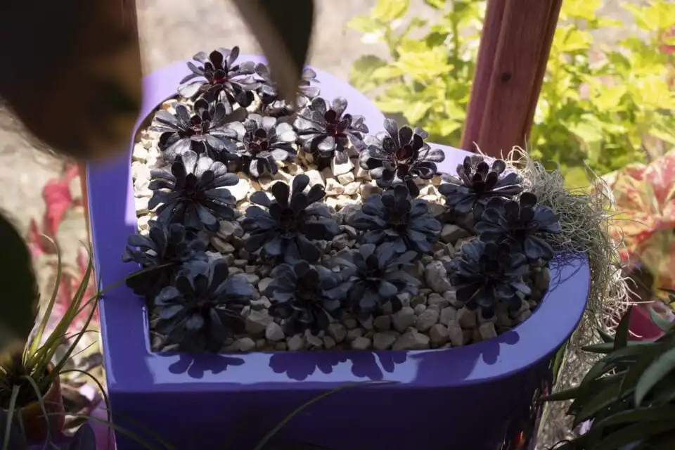 Devaki Jones Plant Studio Girlypop Biosphere interior heart shaped planter
